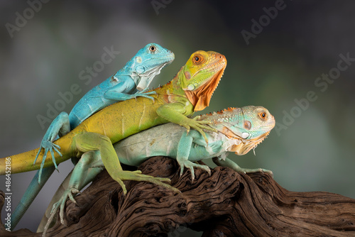 Beautiful juvenile Blue, Red, and Blue Red Iguanas on wood in a conservation area. 
