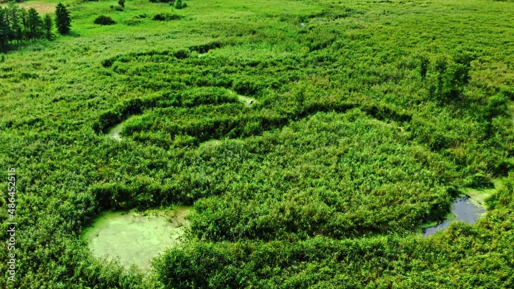 Green algae on river in spring. Aerial view of wildlife. Green algae on river in spring. Aerial view of wildlife.