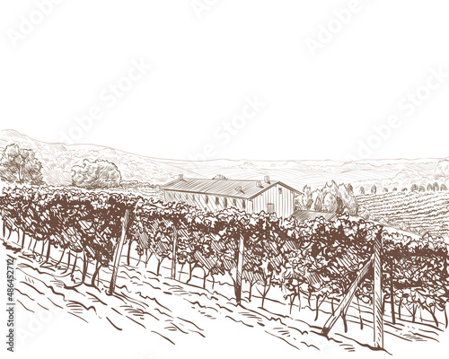 Vineyard landscape vector sketch design. Hand drawn illustration