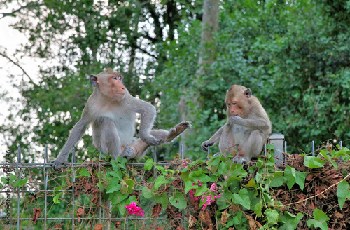 Monkeys scratch and sit at fence