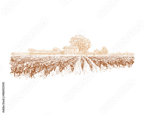 Vineyard landscape vector sketch design. Hand drawn illustration