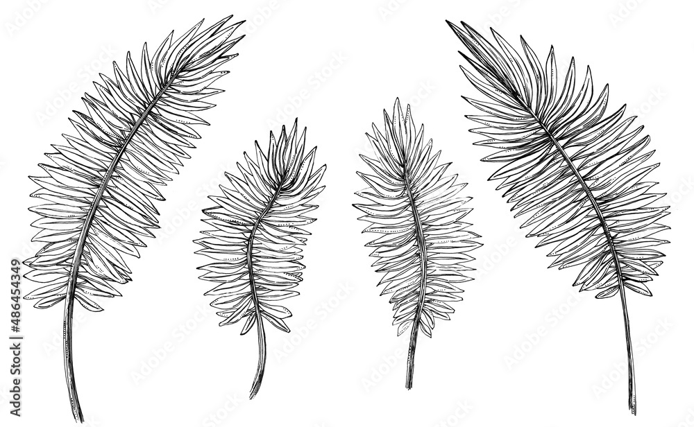 Pack de elementos florales de línea en blanco y negro, conjunto de hojas tipo palmera. Recurso grafico de naturaleza Pack de elementos florales de línea en blanco y negro, conjunto de hojas tipo palmera. Recurso grafico de naturaleza