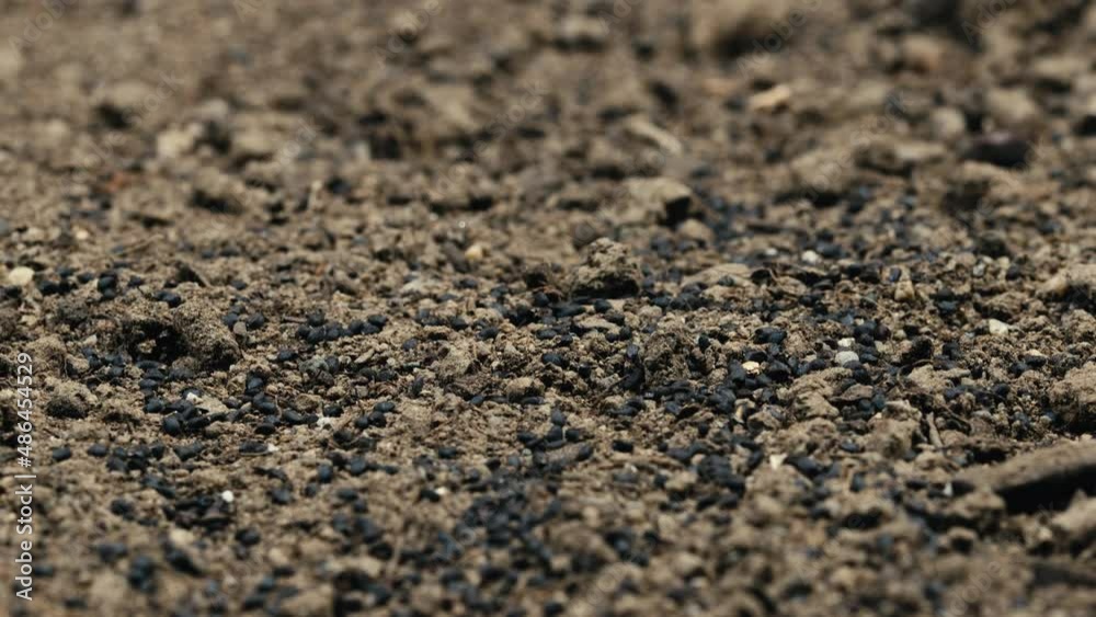 Small black basil seeds on the ground of the home garden. Small black basil seeds on the ground of the home garden.