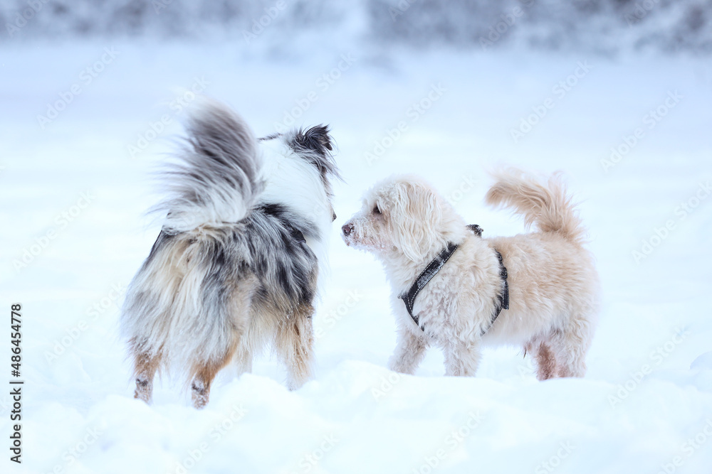 Two dogs standing in snow and sniffing each other. Two dogs standing in snow and sniffing each other.