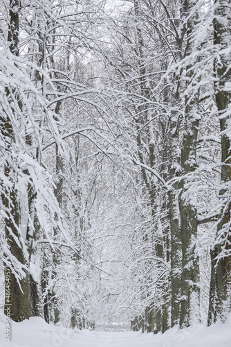 Snowy white winter landscape view with forest pedestrian trail. © Artūrs Stiebriņš