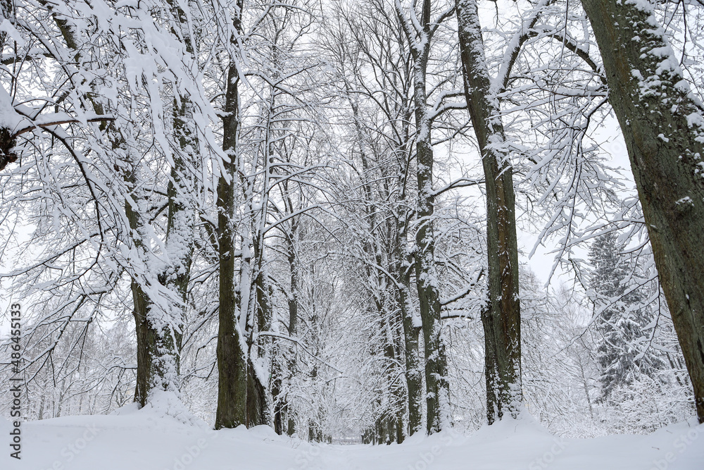 Fototapeta premium Snowy white winter landscape view with forest pedestrian trail.