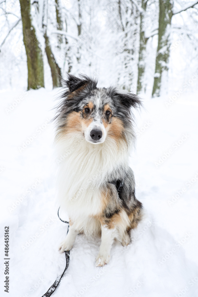 Lovely blue merle shetland sheepdog sitting in white snow forest tree alley.
