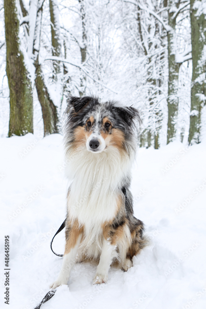 Lovely blue merle shetland sheepdog sitting in white snow forest tree alley. Lovely blue merle shetland sheepdog sitting in white snow forest tree alley.