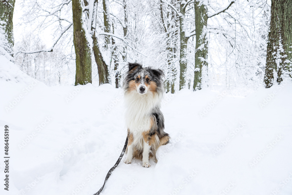 Lovely blue merle shetland sheepdog sitting in white snow forest tree alley. Lovely blue merle shetland sheepdog sitting in white snow forest tree alley.