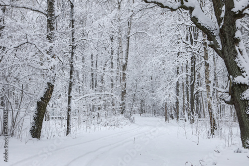 Snowy white winter road through small countryside forest. © Artūrs Stiebriņš