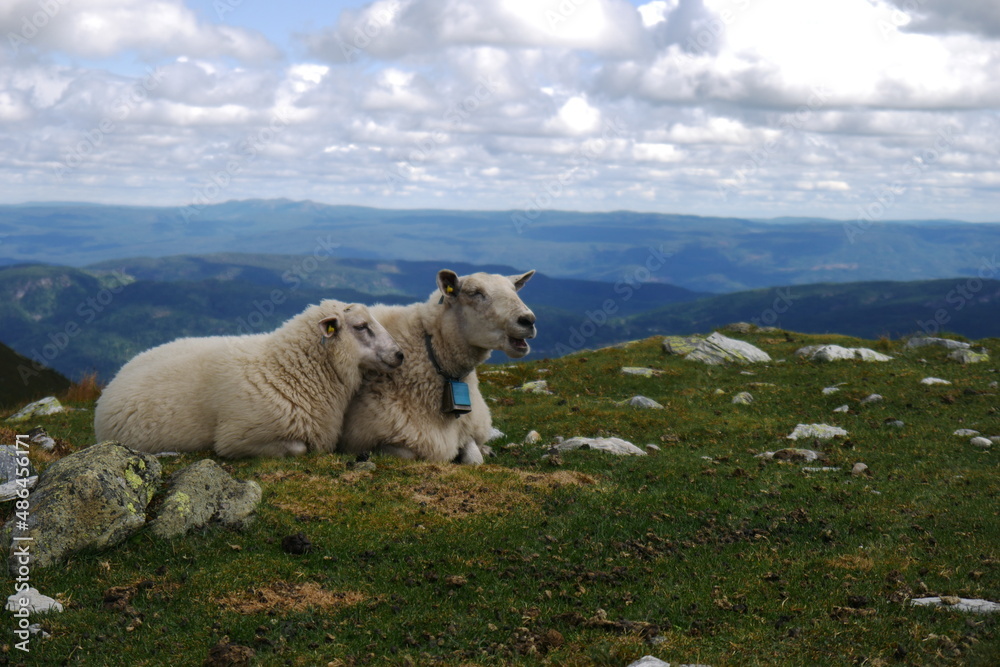 Sheep looking over norwegian landscape