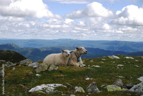 Sheep looking over norwegian landscape