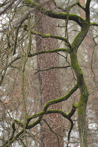 Wallpaper Mural Zeichnung von verwickelt gewachsene Äste auf dem Hintegrund von geraden Bäume. Torontodigital.ca
