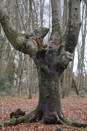 Wallpaper Mural Ein extrem dicker Buchen Baum in einem Wald mit dünne Bäume. Torontodigital.ca