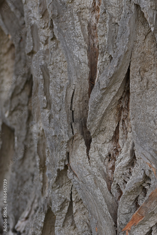 Extrem tiefe, dicke, graue Rinde von einem Baum. Extrem tiefe, dicke, graue Rinde von einem Baum.