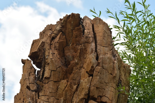 Wallpaper Mural Ein lange gesägter Baumstamm dessen  rötlichen Holz schon in Stücke zerfällt. Torontodigital.ca