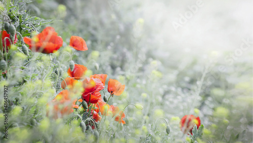 Urokliwe czerwony kwiat maku, na rozświetlonej promieniami słonecznymi łące.