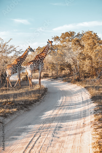 Photography Giraffes of South Africa