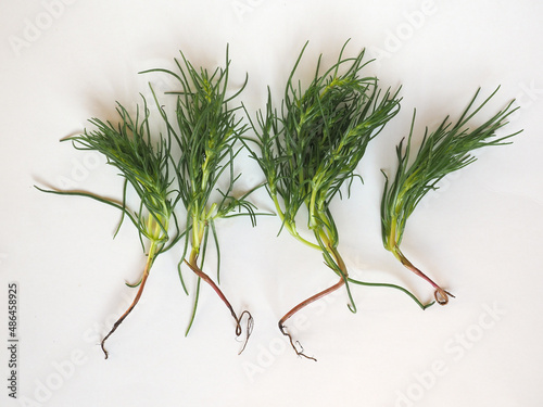 Obraz na plátne agretti (Salsola soda) vegetables food