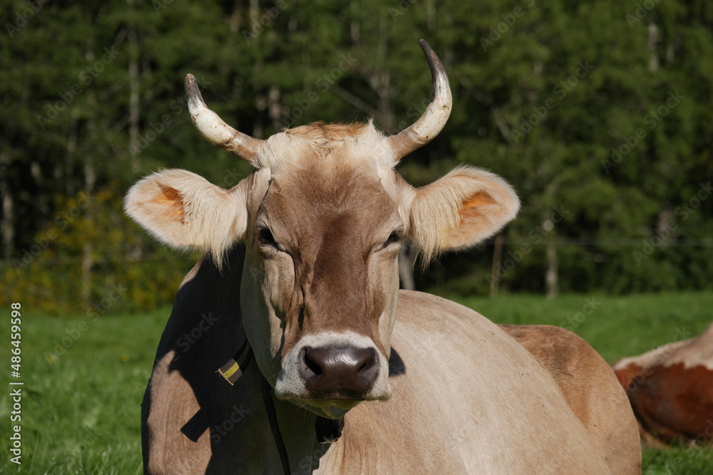 Allgäuer Braunvieh.