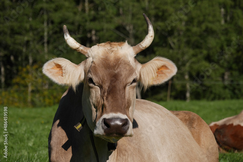 Allgäuer Braunvieh.