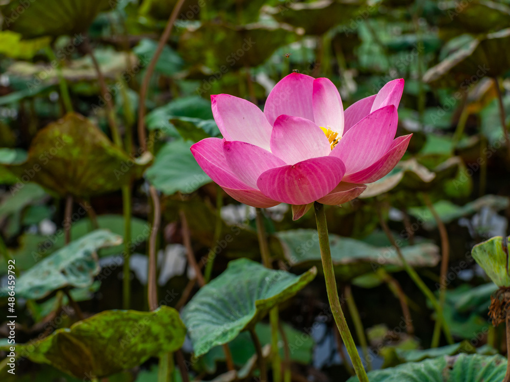 Pink lotus blossoming, green lotus leaf background Pink lotus blossoming, green lotus leaf background