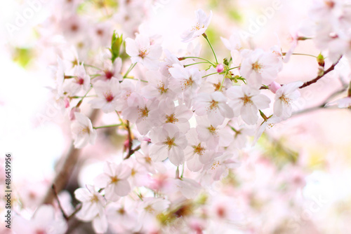 桜の花の写真　日本　関西 © yoshie