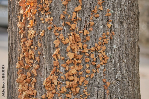 Wallpaper Mural Graue Baumrinde mit trockenen rötliche Efeublätter geschmückt. Torontodigital.ca