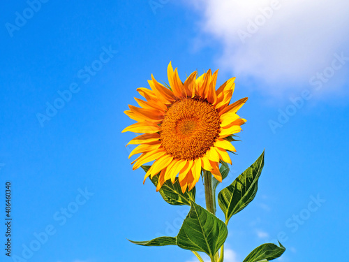 Sunflowers with bright sky and clouds