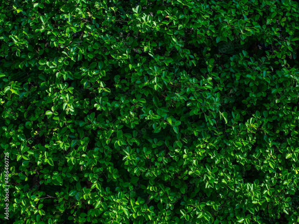 green leaf background, natural wall
