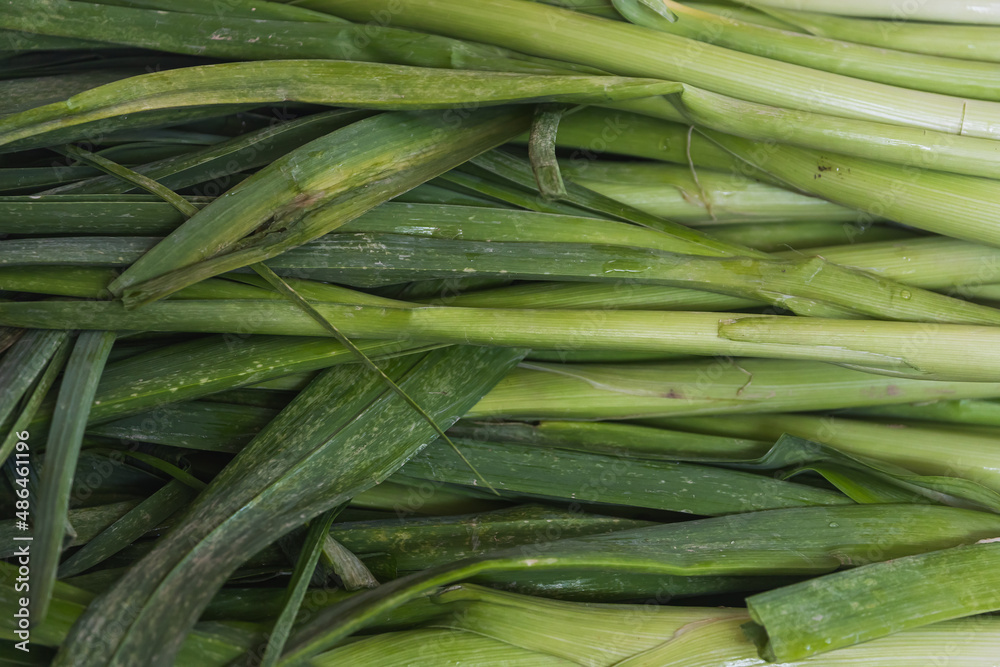 Fresh green leek stalks, soft selective focus. Background with bow Fresh green leek stalks, soft selective focus. Background with bow