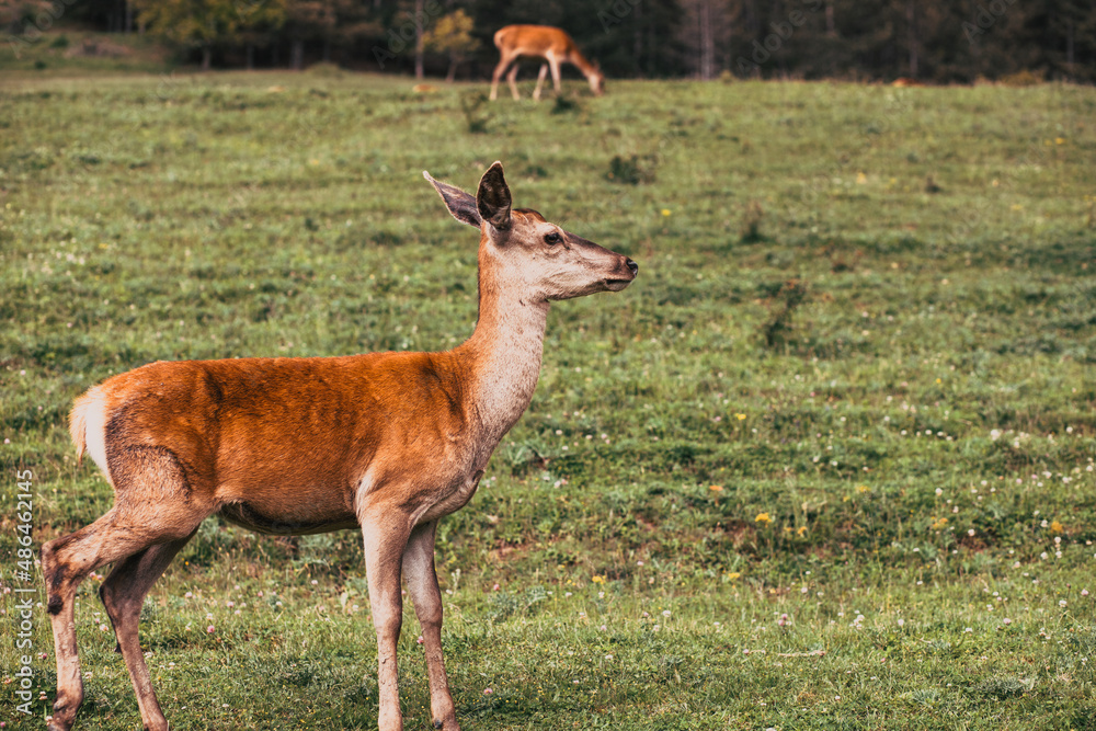 portrait of a cute deer portrait of a cute deer