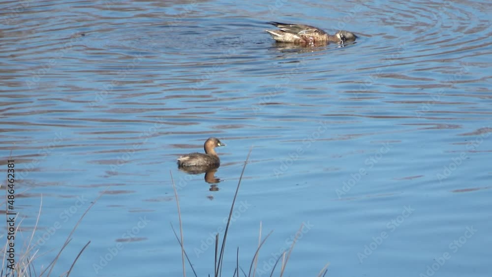 A little grebe (Tachybaptus ruficollis), also known as dabchick, is a member of the grebe family of water birds A little grebe (Tachybaptus ruficollis), also known as dabchick, is a member of the grebe family of water birds