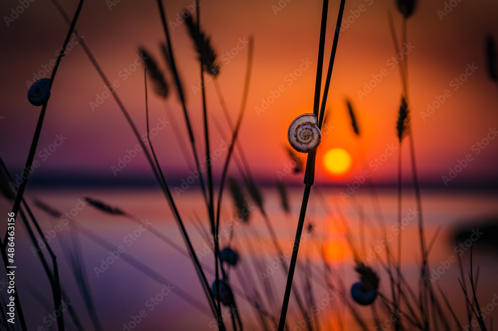 Obraz premium A little snail on a dry grass meadow in sunset. Summer in Ukraine (Odesa).