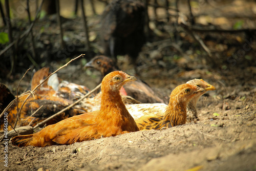 The brown chicken is rolling on the ground