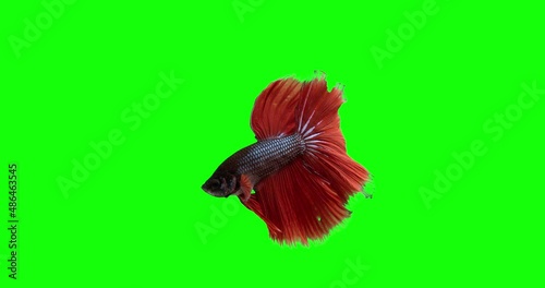 Siamese fighting fish on a green screen