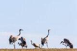 Flock of Cranes at Lake Hornborga in spring