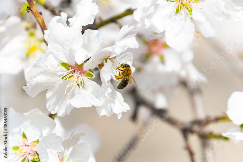 Bee perched on the pistil and stamens of the white flower of the almond tree in El Retiro park in Madrid, Spain. Europe. Horizontal photography. World Bee Day, May 20, 2023. Spring Time 2023.