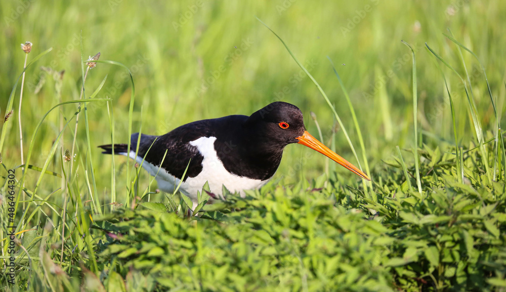 Oystercatcher in a breeding colony on a flood meadow in the floodplain of the Pripyat River Oystercatcher in a breeding colony on a flood meadow in the floodplain of the Pripyat River