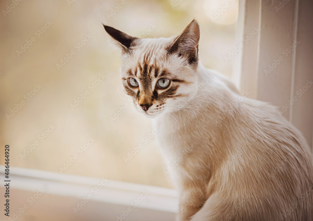 A cute, beautiful tabby kitten is sitting at the window on a white windowsill on a bright morning. A pet.