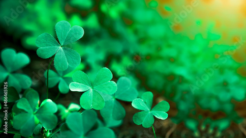 Fotografia Green background with three-leaved shamrocks, Lucky Irish Four Leaf Clover in the Field for St