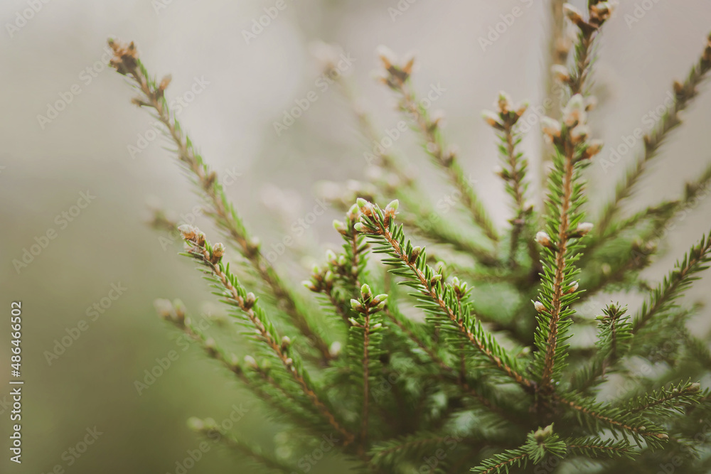 Beautiful fir branches with green needles and young cones on a misty spring morning. The nature of the taiga. Coniferous spruce forest. Beautiful fir branches with green needles and young cones on a misty spring morning. The nature of the taiga. Coniferous spruce forest.