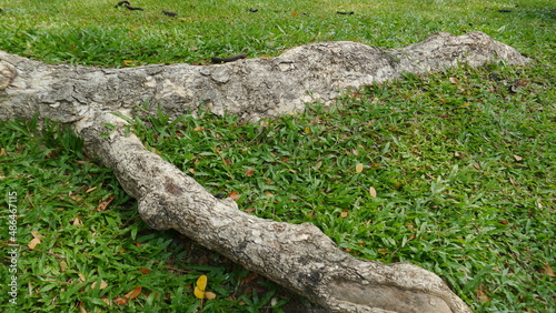 Root of tree on grass in the garden