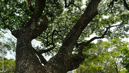 tree in the park