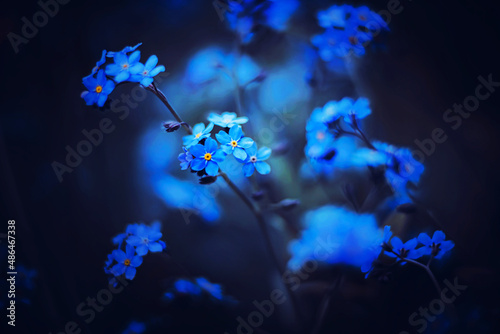 Beautiful blue forget-me-not flowers with delicate petals bloom in the twilight of a summer night. Nature.