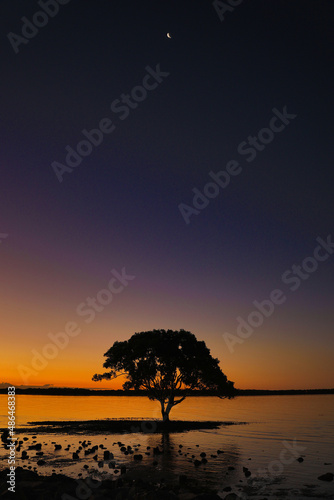 Sunset ocean tree with first star