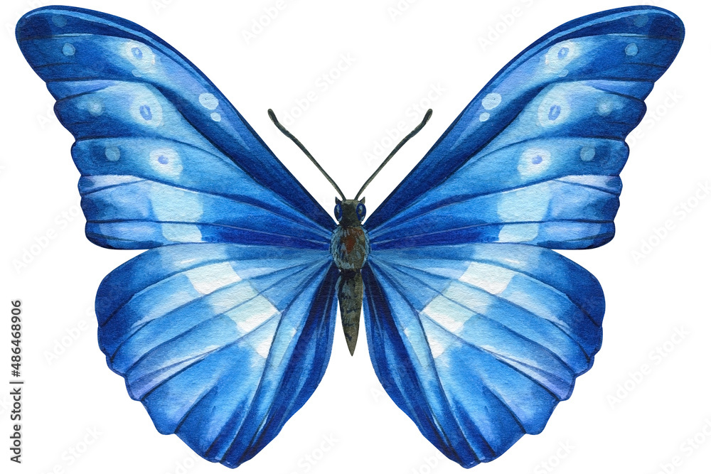 Watercolor butterfly isolated on white background. Summer blue butterfly illustration. - obrazy, fototapety, plakaty 