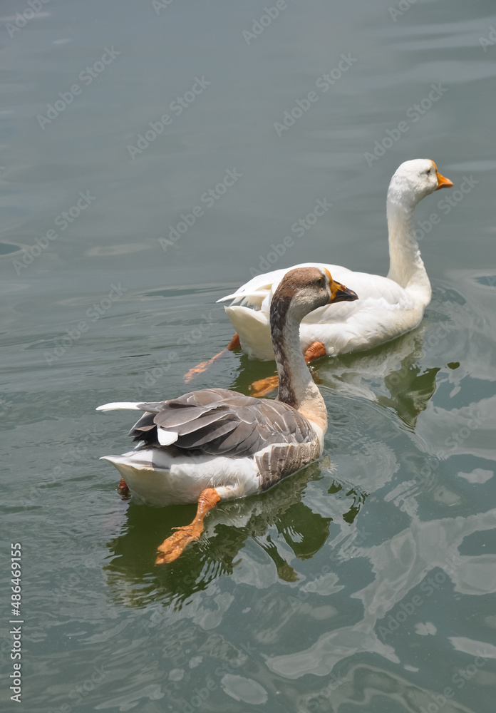 Two ducks swimming in the lake with copy space 