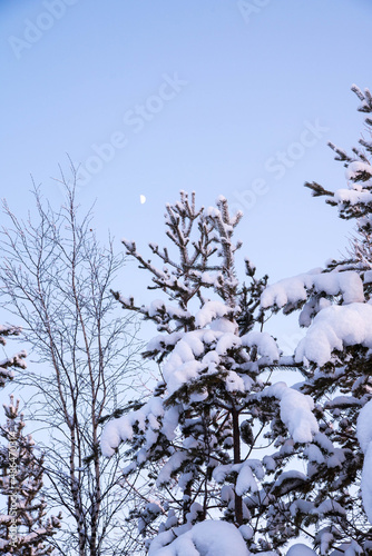 Christmas tree covered with snow, winter landscape of the forest, copy space