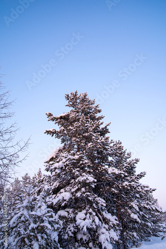 Christmas tree covered with snow, winter landscape of the forest, copy space
